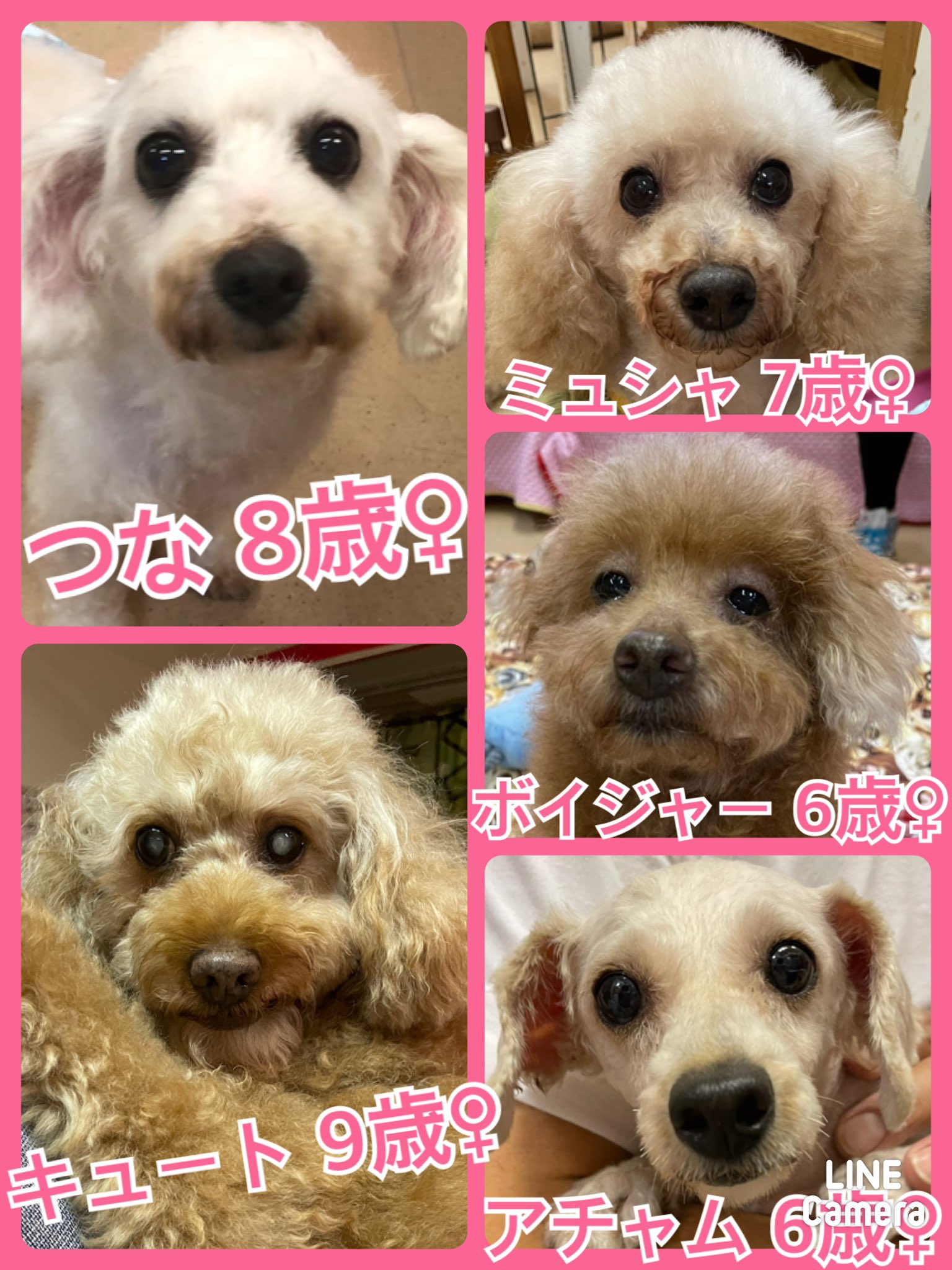 🐾今日の里親様募集中ワンコ🐶メンバーです🐾2021,10,7